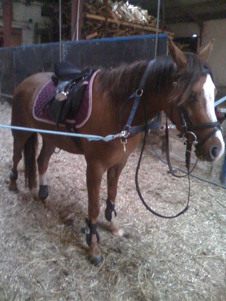 Welsh Pony (sec B) pretty R.I.P. billede 14