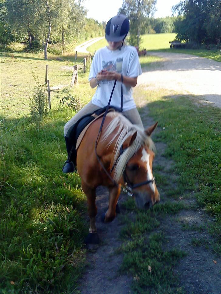 Haflinger Røgtegårdens Aqua x-part. -  fotograf: KIK-photo billede 13