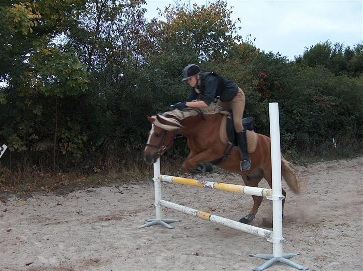 Haflinger Røgtegårdens Aqua x-part. -  fotograf: KIK-photo billede 15