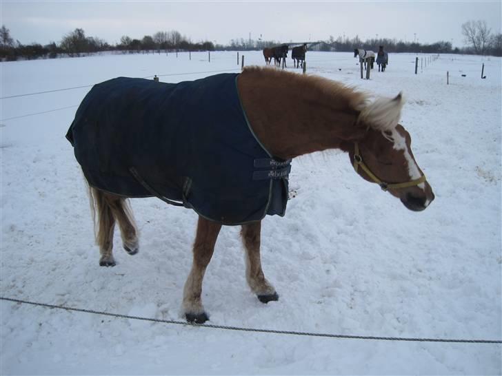 Haflinger Røgtegårdens Aqua x-part. - fold d. 6 februar -  fotograf: KIK-photo billede 17