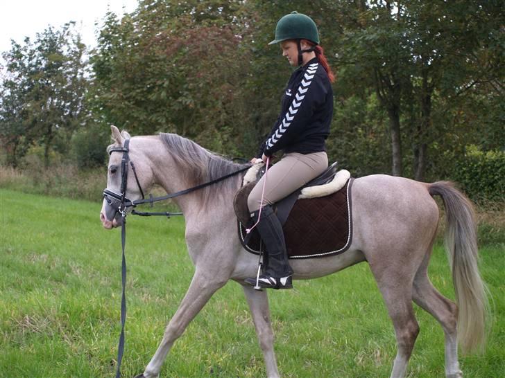 Sportsaraber (A) shalom E'Jaaz (himmel hest) :( billede 6