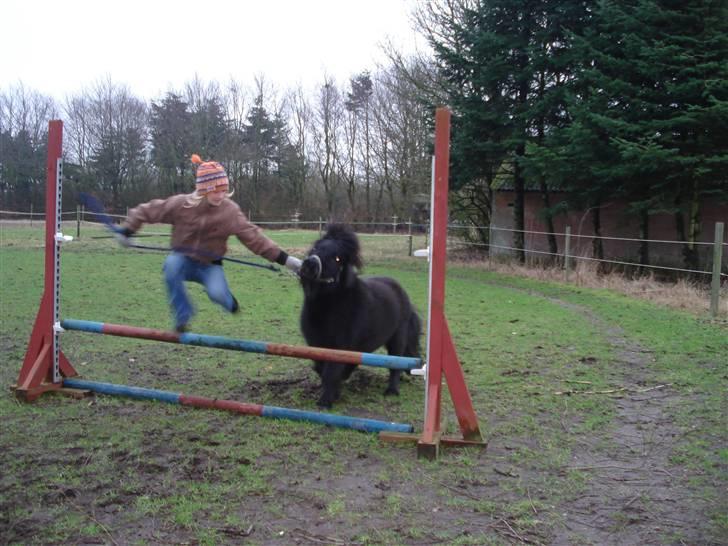 Shetlænder Jolly billede 20
