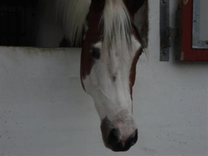 {{currentPhoto.altText}} billede {{currentPhoto.number}}