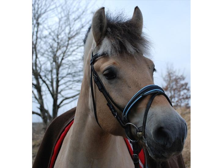 {{currentPhoto.altText}} billede {{currentPhoto.number}}