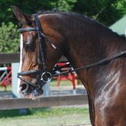 Dansk Varmblod Zaragoza