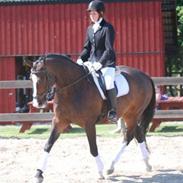 Dansk Varmblod Zaragoza