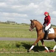 Fuldblod (XX) fabienne