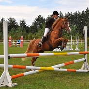 Hollandsk Sportspony Rocko<3A-PONY!!<3