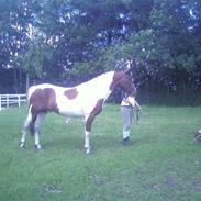 Pinto Østertofts Playboy(Pluto)