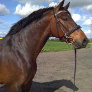 Dansk Varmblod Lacot