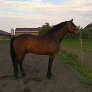 Dansk Varmblod Lacot