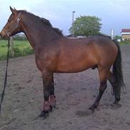 Dansk Varmblod Lacot