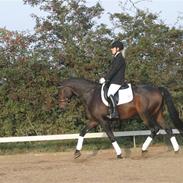 Dansk Varmblod Lacot