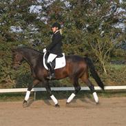 Dansk Varmblod Lacot