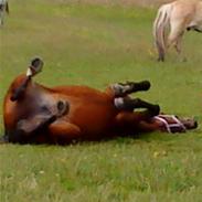 Welsh Cob (sec D) Queens