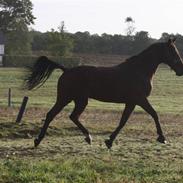 Traver Flying Corona