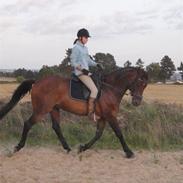 Trakehner Samuel