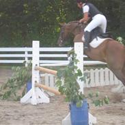 Anden særlig race Prince