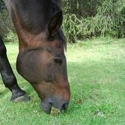 Dansk Varmblod Katago