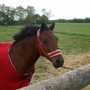 Anden særlig race LUKAS