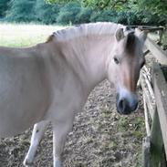 Fjordhest Bella