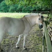 Fjordhest Bella
