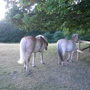 Fjordhest Bella