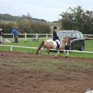 Anden særlig race Alexandra