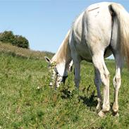 Arabisk fuldblod (OX) Legolas (1991-2014)