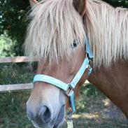 Islænder Skolli fra Munkhøj 