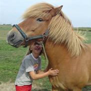 Islænder Skolli fra Munkhøj 