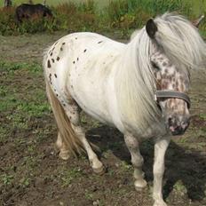 Knabstrupper Bøgelunds Pippi