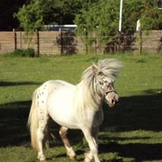 Knabstrupper Bøgelunds Pippi