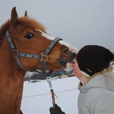 Hollandsk Sportspony Rocko<3A-PONY!!<3