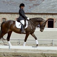 Trakehner *SOLGT* Tullamore HTPR
