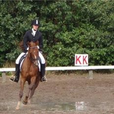 Hollandsk Sportspony Safari (solgt)