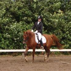 Hollandsk Sportspony Safari (solgt)