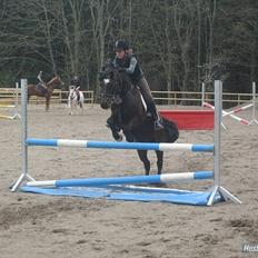 Welsh Cob (sec D) Merlyn Puzzle