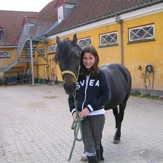 Welsh Cob (sec D) Merlyn Puzzle