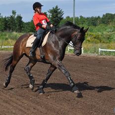 Trakehner Alcapone