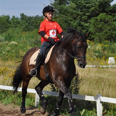 Trakehner Alcapone