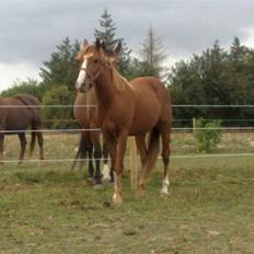 Anden særlig race Amigo "solgt" snøft