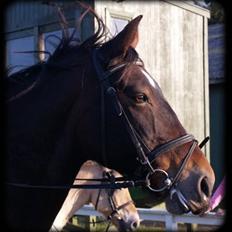 Anden særlig race  - Donna - DENGANG :'(