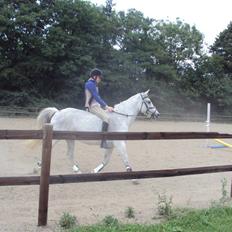 Anden særlig race Nikita himmel heste R.i.p