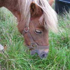 Anden særlig race Salige Sally SOLGT