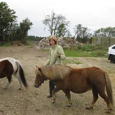 Anden særlig race Salige Sally SOLGT