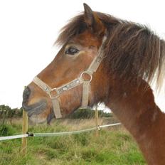 Anden særlig race Livlige Lotte SOLGT