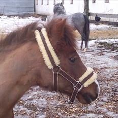 Anden særlig race Miss Molly 