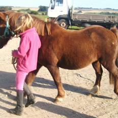Anden særlig race Miss Molly 