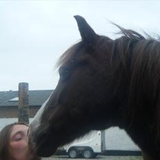 Anden særlig race Miss Molly 